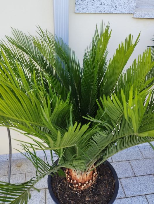 Cicas para venda, ver descrição