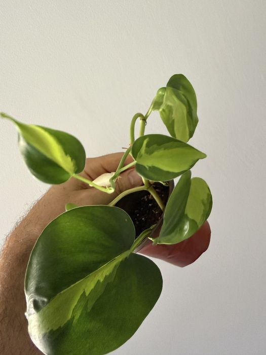 Epidendrum Floribundum425382109480888321