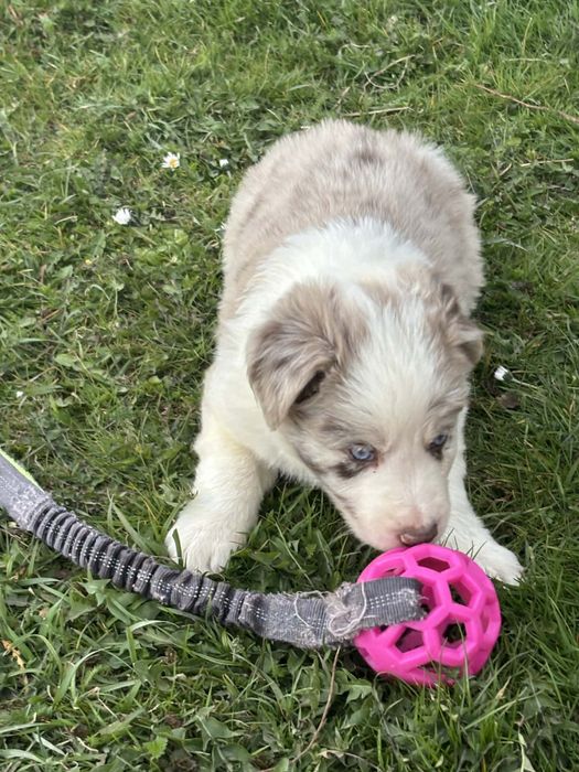 Piesek red merle (border collie)