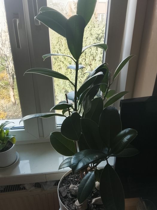 Śliczny fikus 1,5 roczny