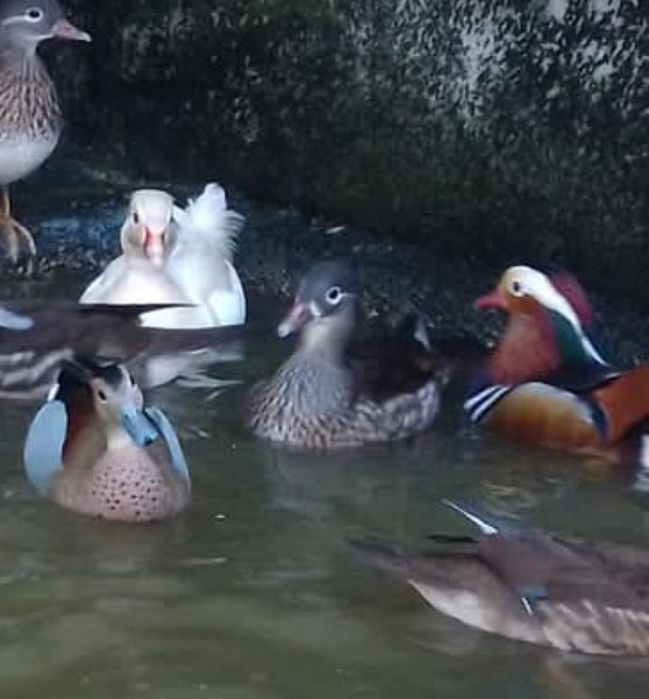 Patos ornamentais,, algumas raças  de 2025