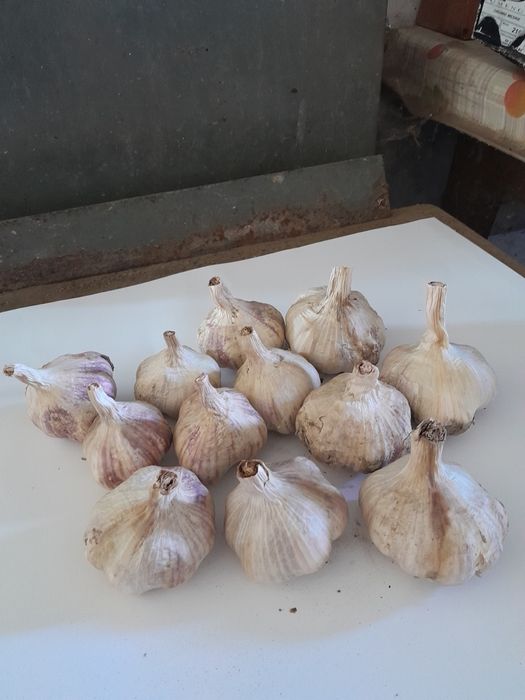 Ekologicznyj  czosnek