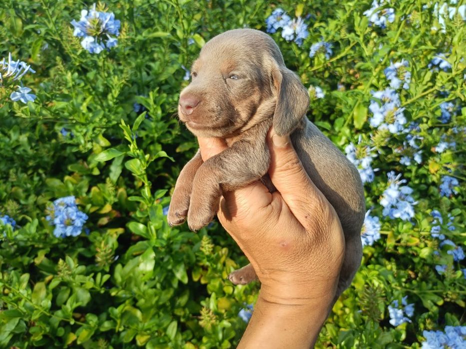 Macho mini Isabella