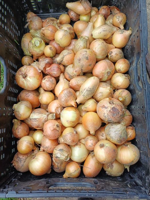 Cebula bez oprysków na oborniku końskim