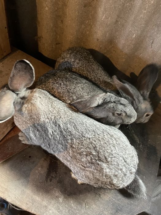 Кролиці Шиншили, вік 5 місяців