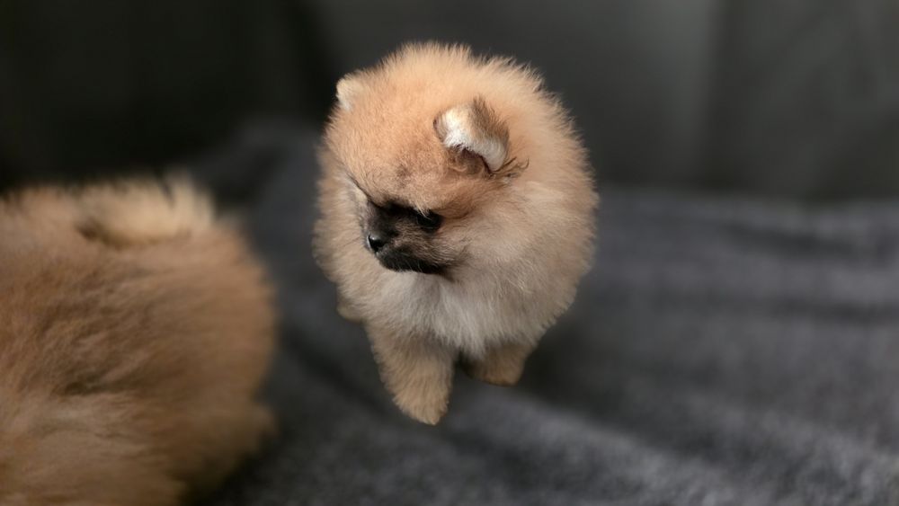 Szpic miniaturowy pomeranian