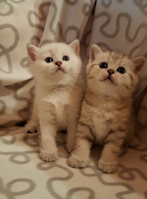 Жизнерадостные котята из Одессы