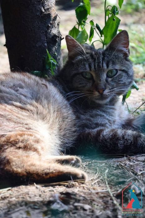 Zono 139/25 - SZUKA DOMU!