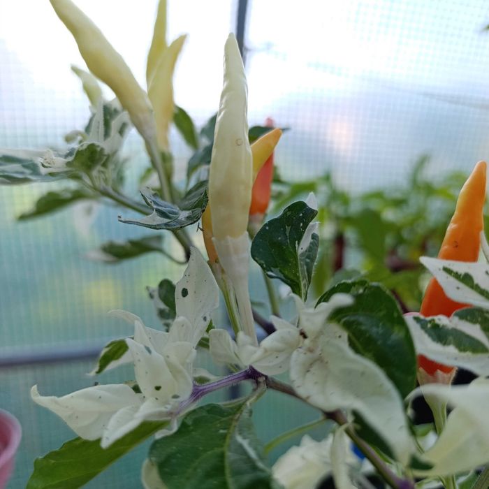 Sementes Pimentas (Colheita 2025)