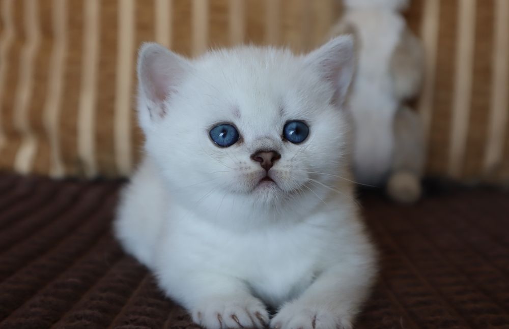 British Shorthair Chinchilla point