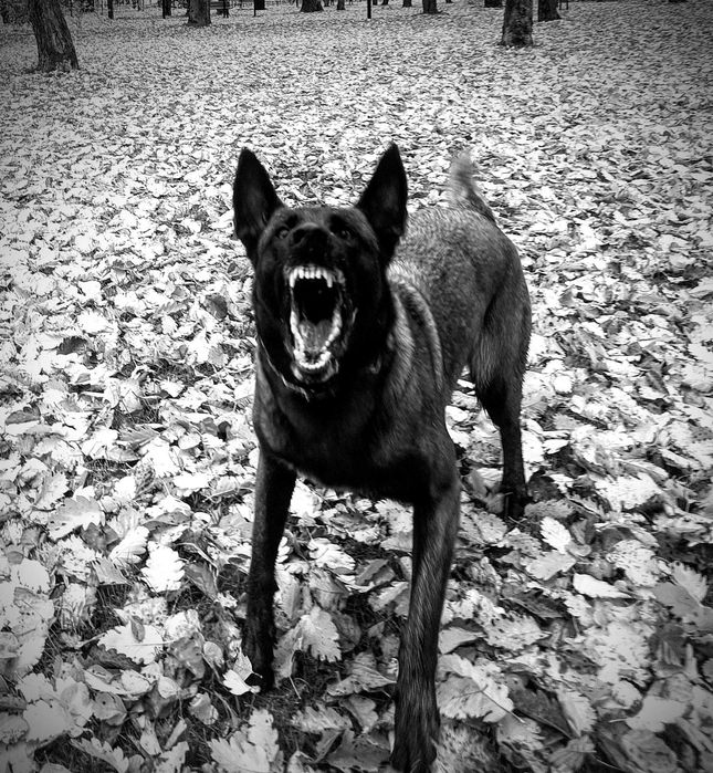 Szczenięta owczarka belgijskiego - Belgian Shepherd Malinois