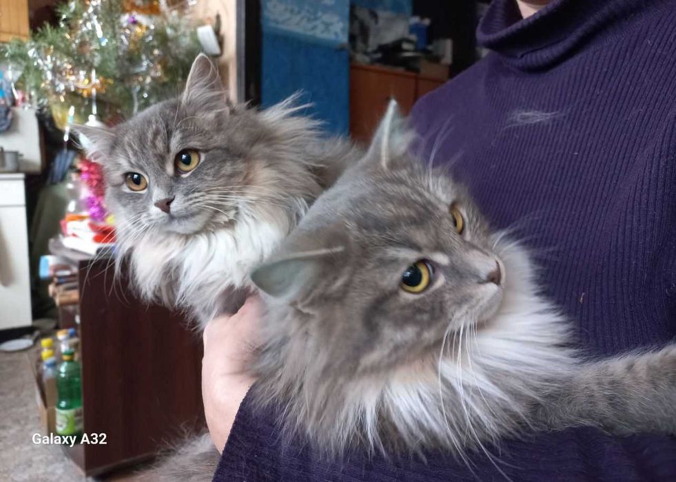 Шукають дім три киці