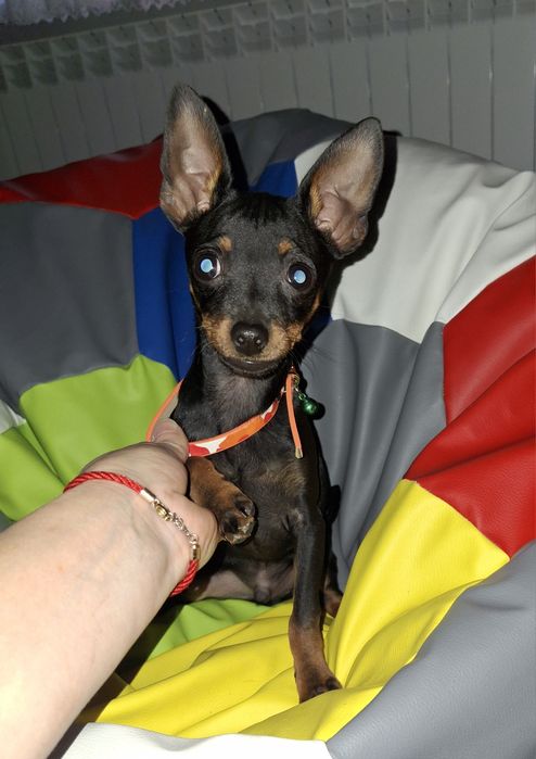 Lola  ratlerek miniaturka