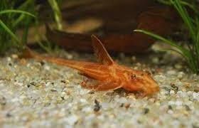 GB Loricaria RED Lizard, "Zbrojnik Czerwony"