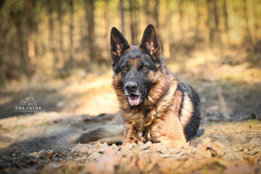 Rocki owczarek na 3 łapkach