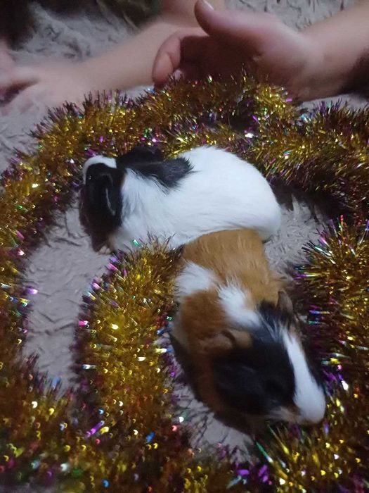 Морська свинка.    .