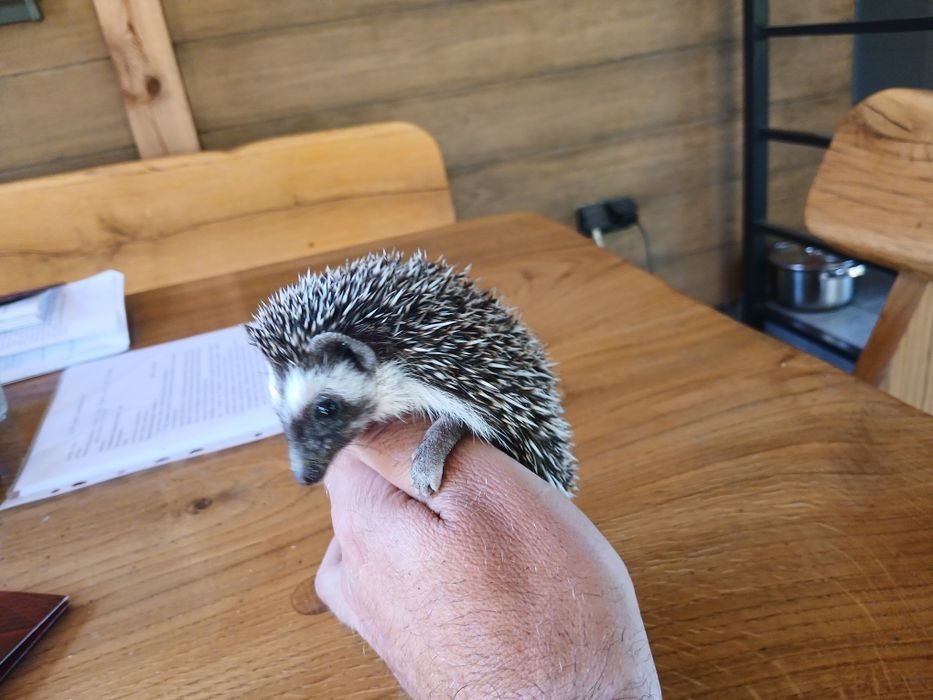 Jeż pigmejski samiec,samica 8 tyg.,odrobaczone, oswojone,ks zdrowia