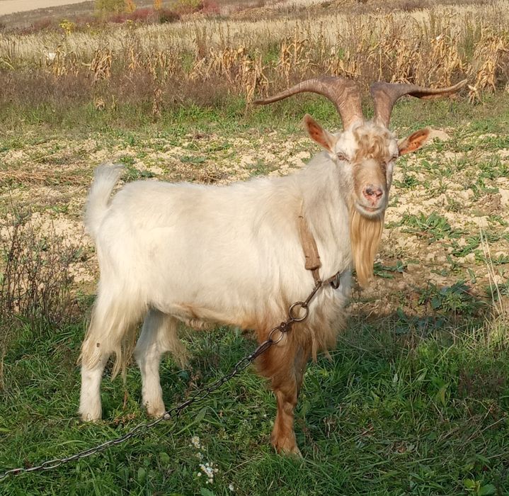 Козли для спарювання