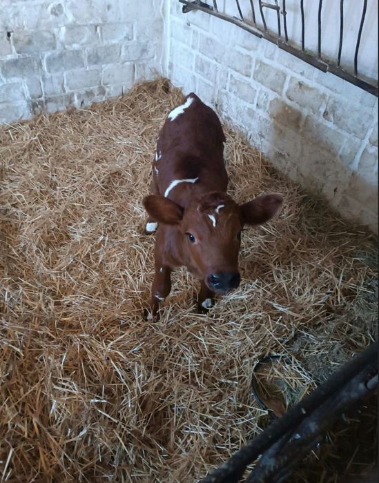 Телята телочка телка теля