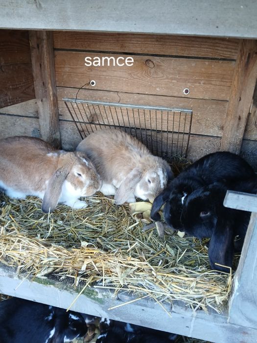 Króliki baran francuski