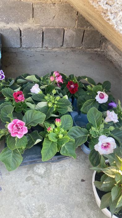 Продам ліліі квіти