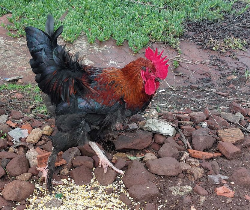 Galos e FrangOS e FrangAS do Campo