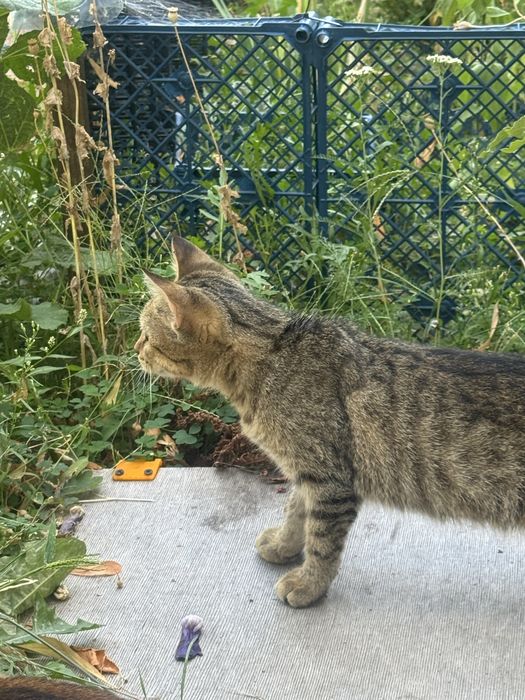 Котик безкоштовно у вашу родину