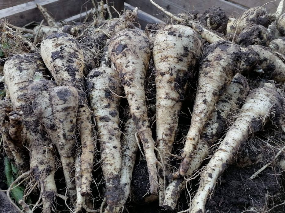 Pasternak 5 kilo prosto z gospodarstwa wysyłka paczkomat