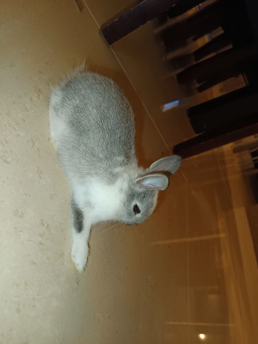 Coelhinha Mini Holandesa