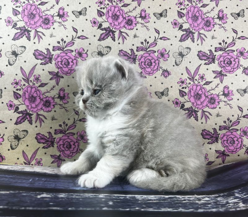 Kocięta brytyjskie kotki kocurki koty kocury długowłose FPL WCF