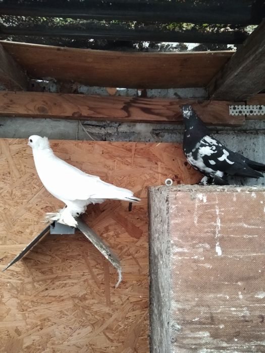 Gołębie ozdobne - ostatnie 5szt