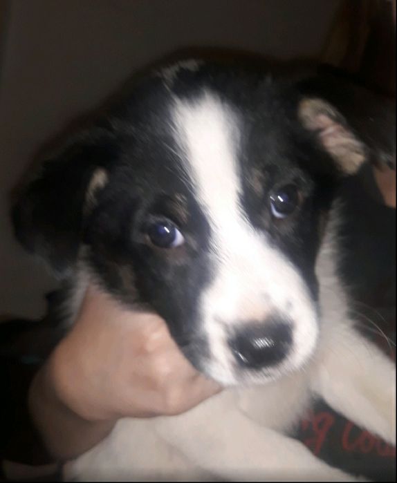 Отдам щенят даром