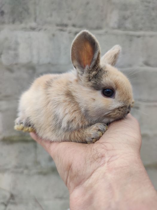 Декоративні кролики