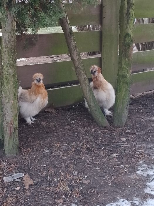 Kogut Silki z sierpnia 2025