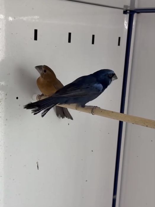 Casais Alario,  Azulao  e macho turaco