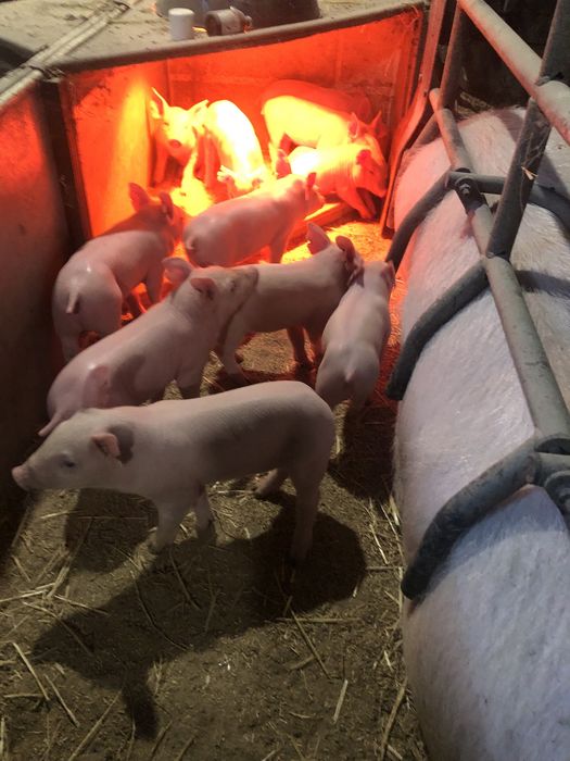 Продам Поросят трехпородок