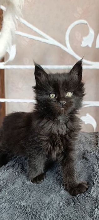 Мейн-кун, дівчинка