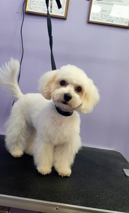 Продам мальтипу мальчик