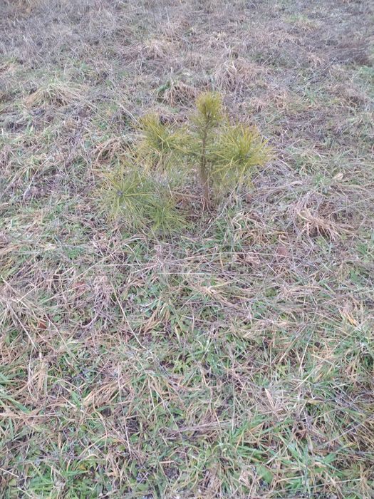 5szt Sosna zwyczajna wysyłka olx