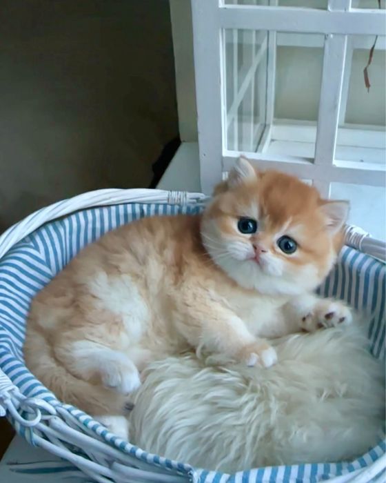 Британська золота шиншила хлопчик кошеня котик