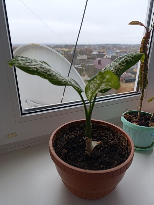 Розпродаж вазонів дефенбахій