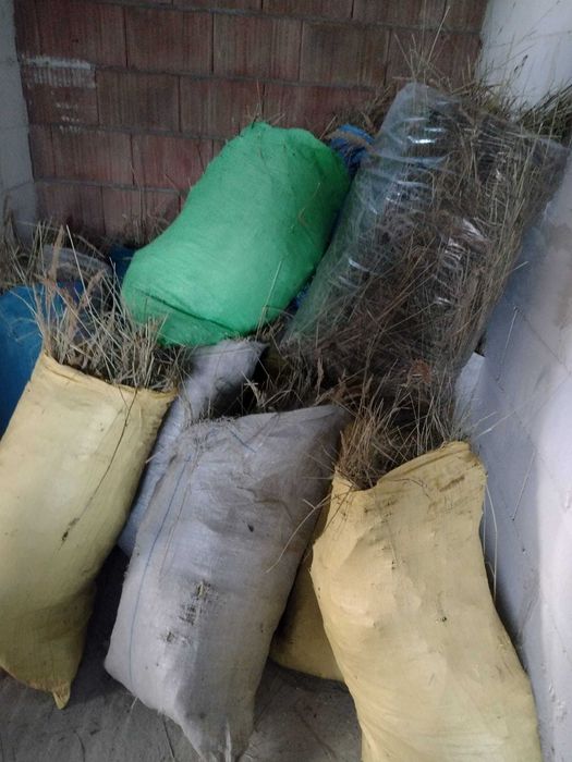 Siano luzem  z 06.2025 roku