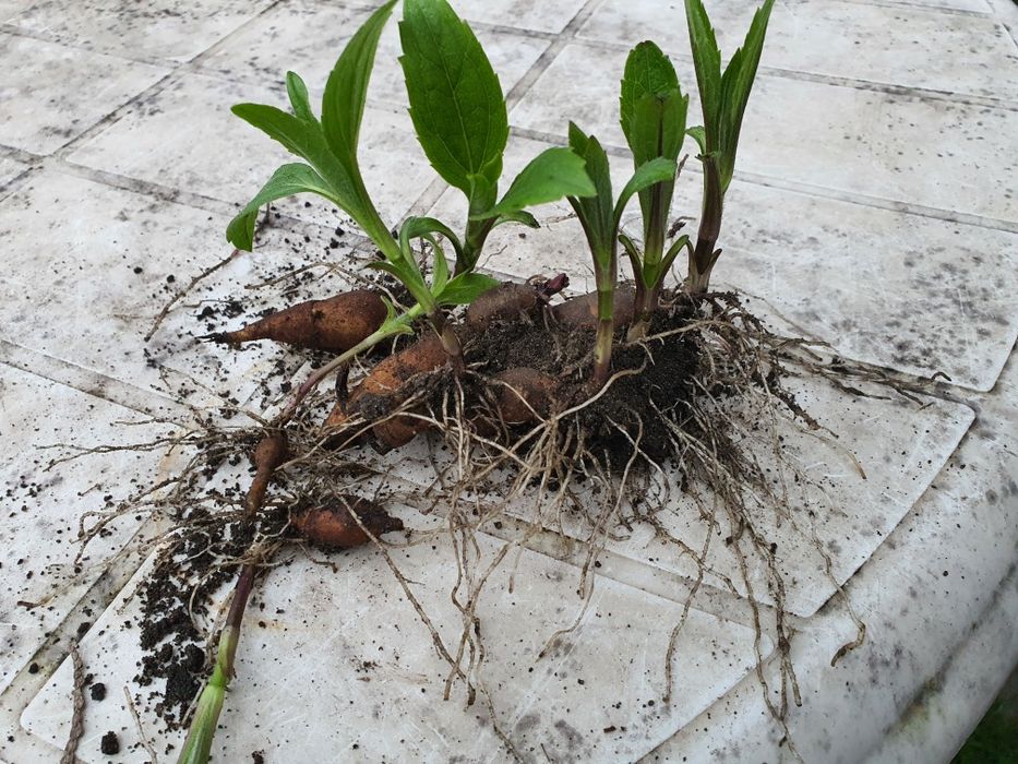 Topinambur inaczej słonecznicznik bulwiasty (naturalny prebiotyk)