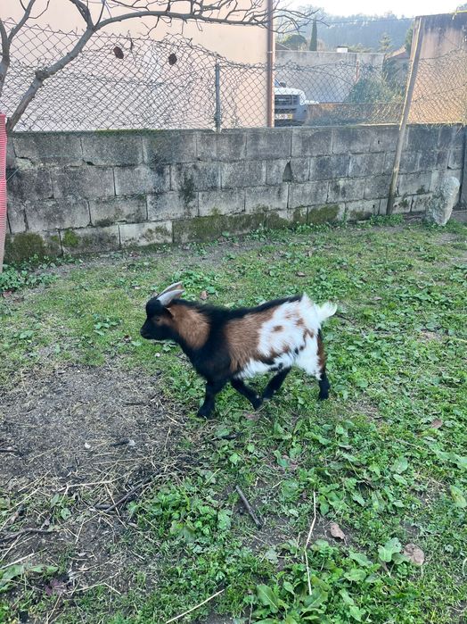 Macho- anão cerca de 1 ano de idade boa raça