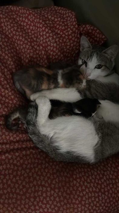 Коти Ізюм віддам в добрі руки