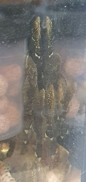 Zbrojnik (L144) Ancistrus Glonojad