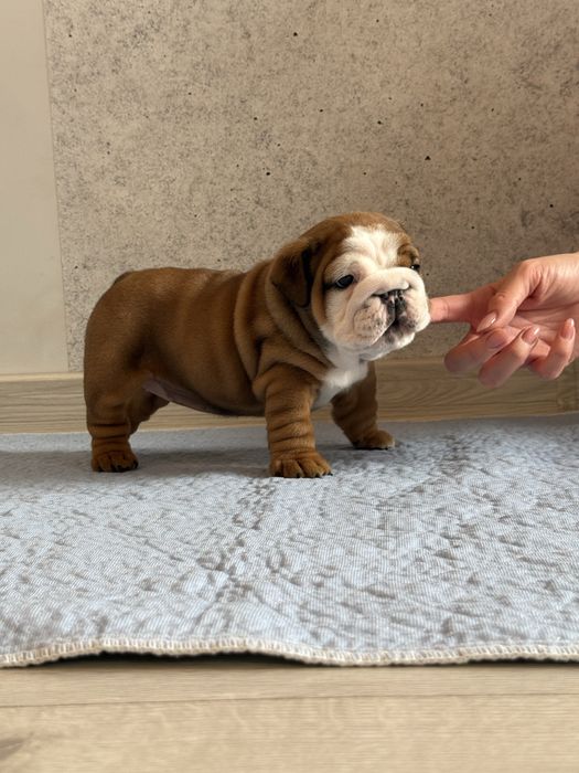 Buldog angielski szczenię
