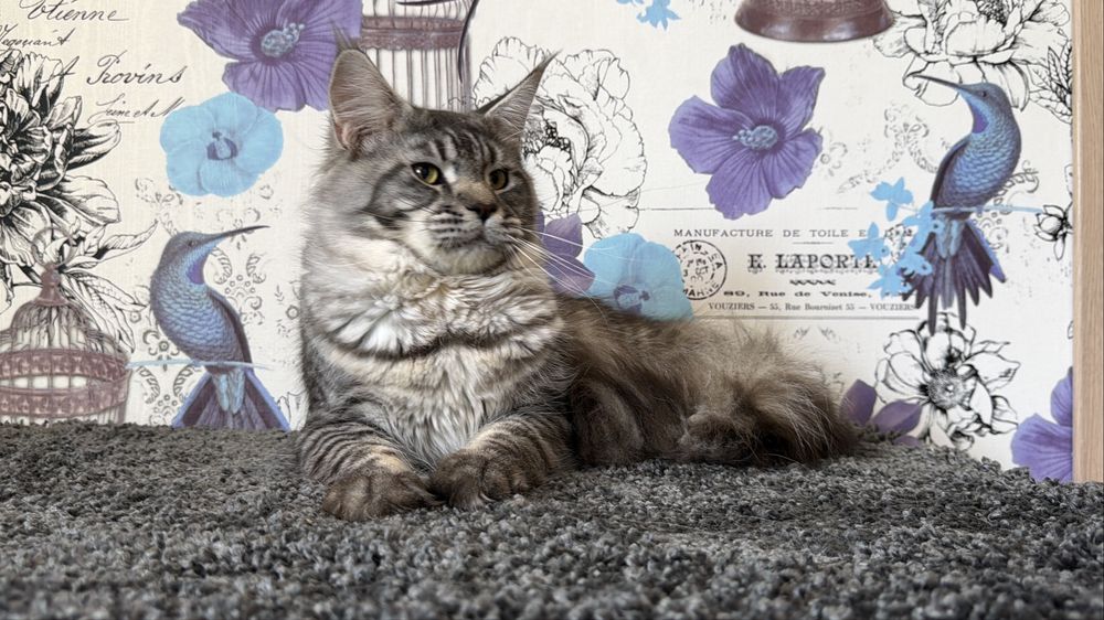 Мейн-кун хлопчик