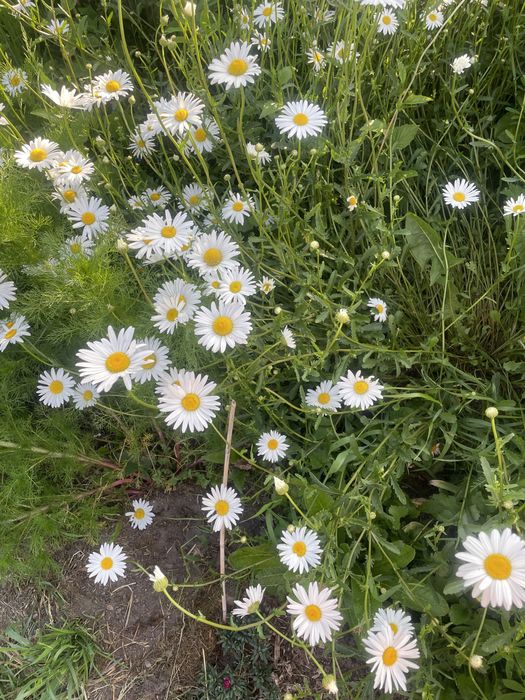 Złocień właściwy,byliny wieloletnie