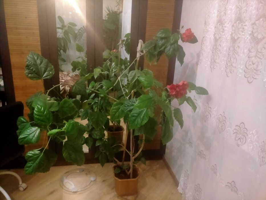 Вазон фікус великий
